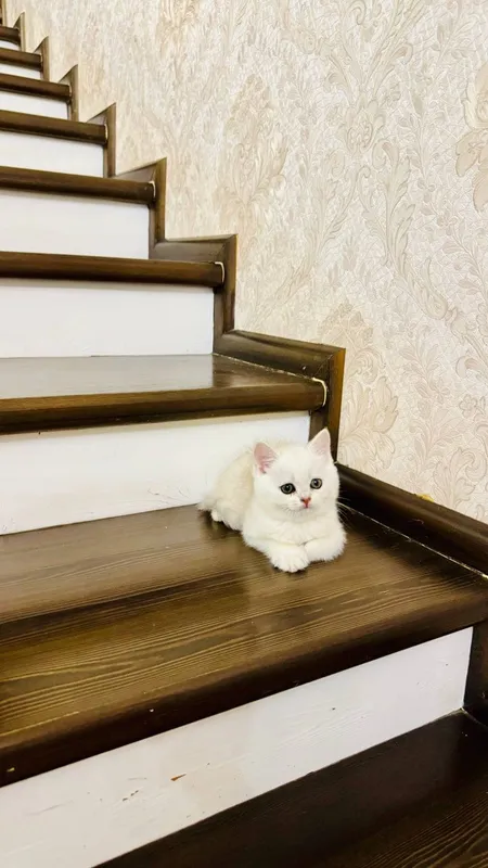 Продаётся чистокровный котята — фото 2