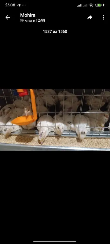 Uy sharoitida yetishtirilgan bedana tuxumlari 3