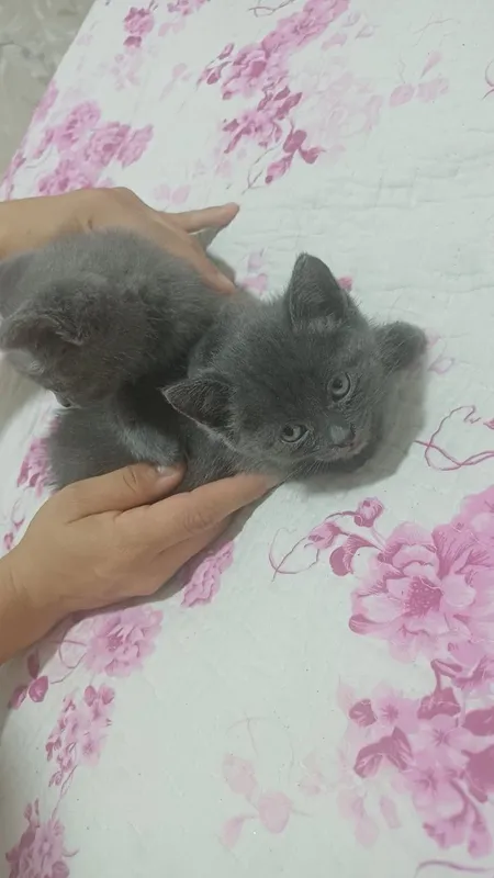 Продаются Сиамские котята — фото 1