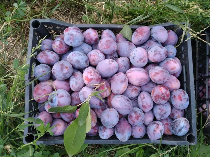 Olxori bor ispalenskiy 1 Olxori bor ispalenskiy 1