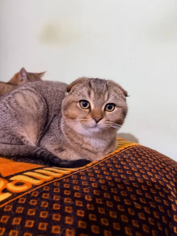 вислоухий шиншилла 1 вислоухий шиншилла 1