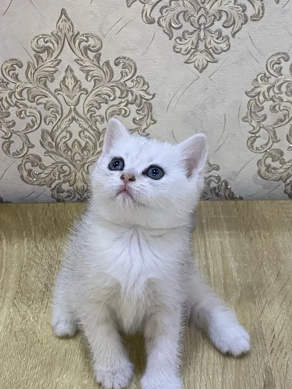 Sotiladi serebristiy shinshila mushukchalar 4 Sotiladi serebristiy shinshila mushukchalar 4