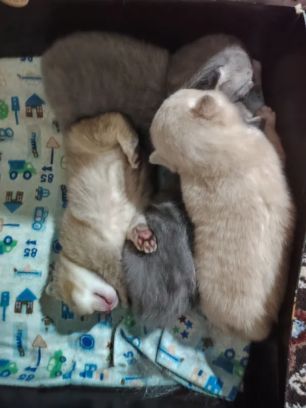 Британские скотиш фолд — фото 3