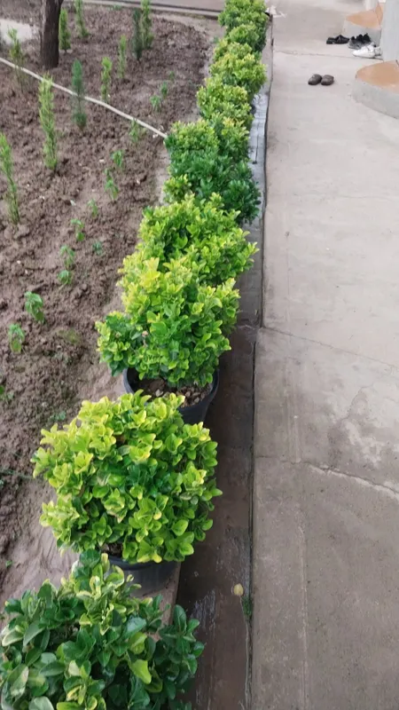 Euyonimus va Thuja gold rider