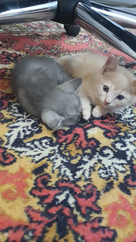 mushuk scotish fold bolasi
