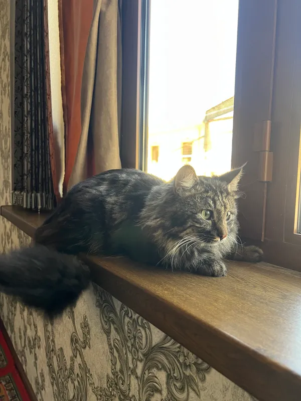 Main coon 1 Main coon 1