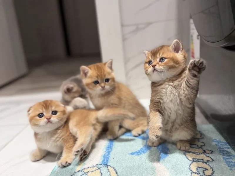 Породистые милые котята — фото 7