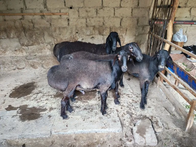 Assalomu alekum qo'chqorlar sotilad sog'lom boqilgan uyida — фото 4