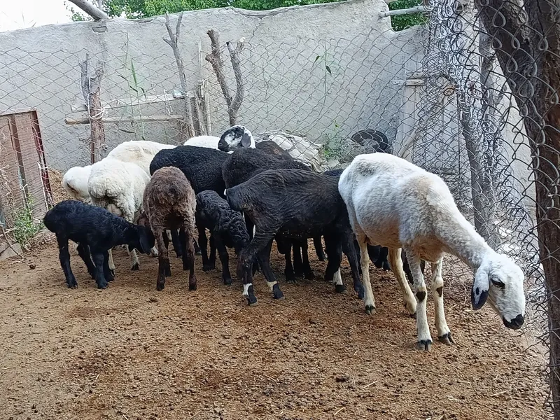 Qazoqi ona bola va alohida qoʻylar sotiladi — фото 4