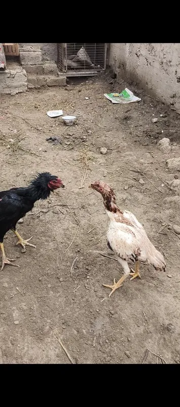 Kulangi Tovuq Pixli tanachi tuhumga kip qo1
