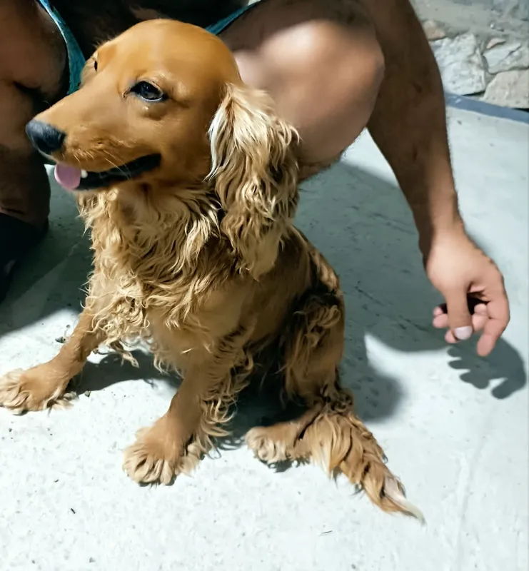 Продается собака