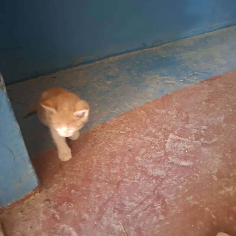 Котят отдам за добрые руки всех кто реально будет держат дома 2 Котят отдам за добрые руки всех кто реально будет держат дома 2
