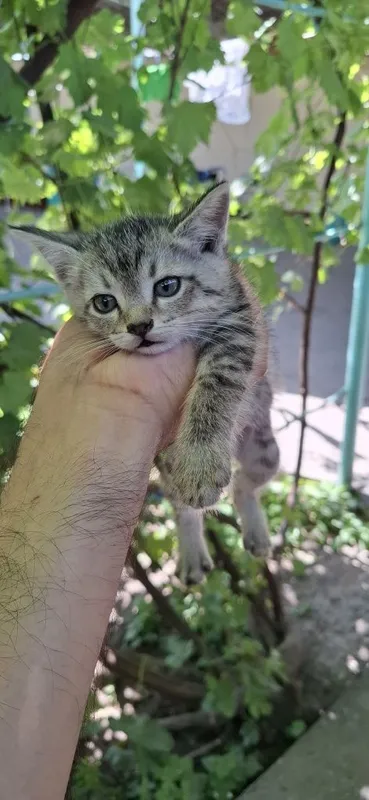 Котята в добрые руки бесплатно 2 Котята в добрые руки бесплатно 2