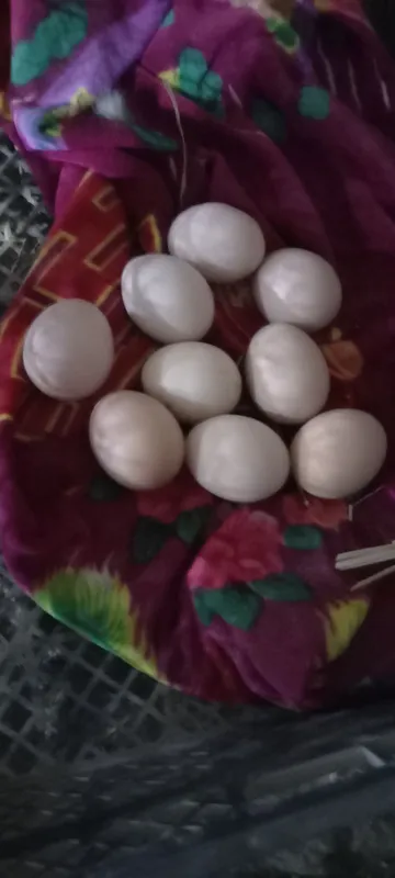 Dakan tuxumlari sotiladi