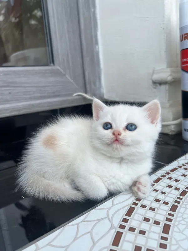 Кошка 4 Кошка 4