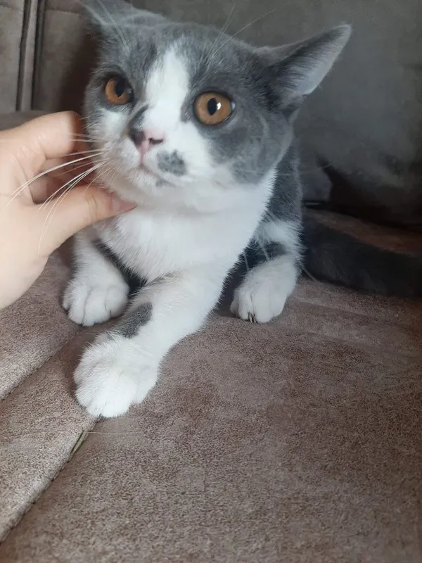 В добрые руки кошка