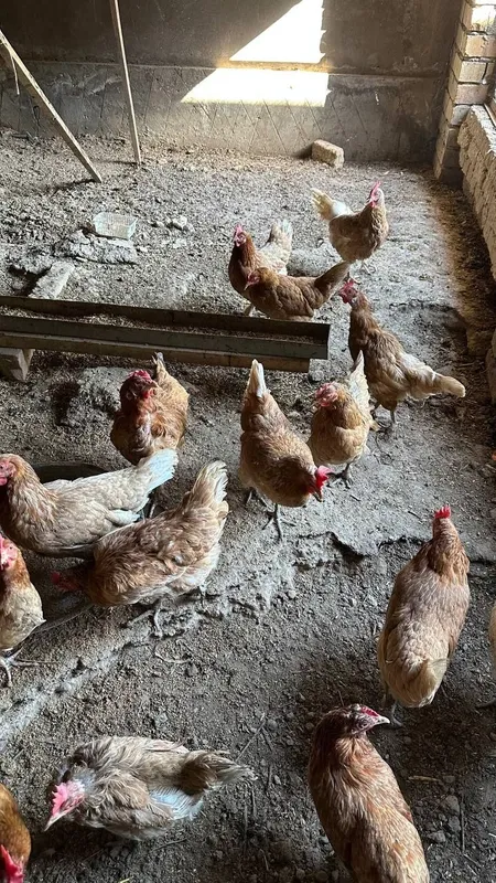 Tovuqla sotiladi tuxum qoyadi xammasi braklari yoq 1 Tovuqla sotiladi tuxum qoyadi xammasi braklari yoq 1