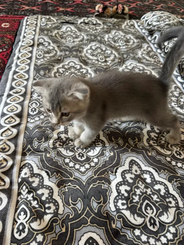 Котенок SCOTTISH FOLD 7 Котенок SCOTTISH FOLD 7
