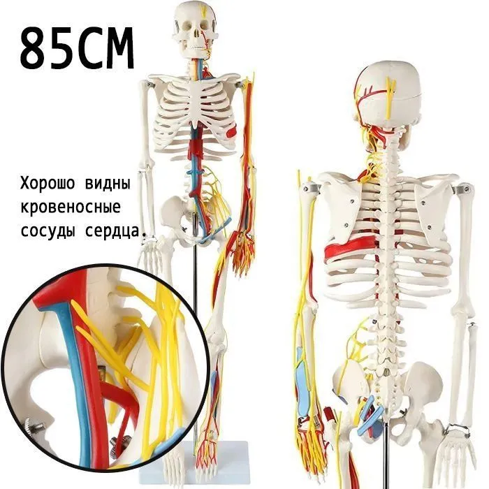 Скелет модель человека