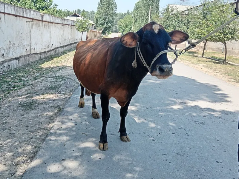 Grenford sigir sotiladi 1 Grenford sigir sotiladi 1