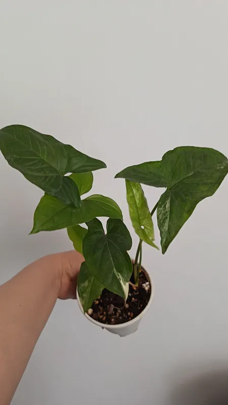 Syngonium Imperial White 2 Syngonium Imperial White 2