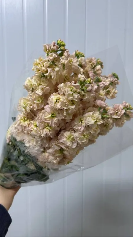 Матиолла в наличии! — фото 7