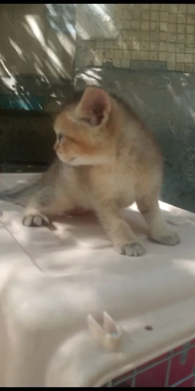 Продаются котята 5 Продаются котята 5