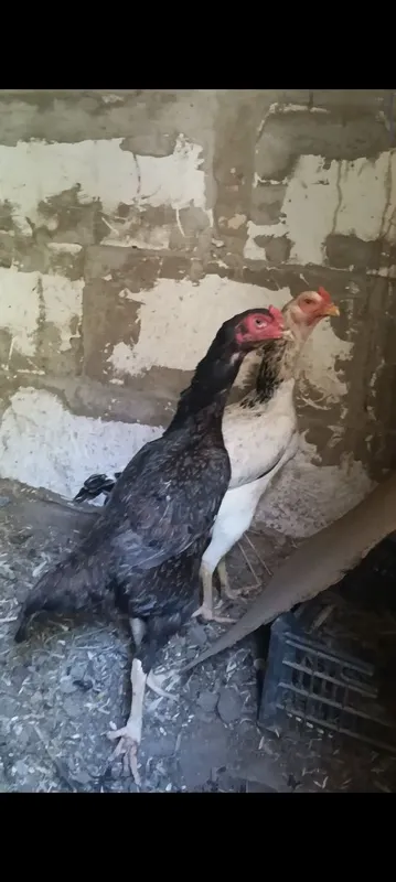 Тухумлари сотилади. 2