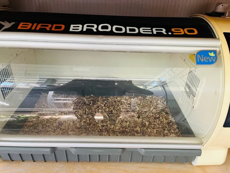 Incubatorlar va brudur original koreyski 3 Incubatorlar va brudur original koreyski 3