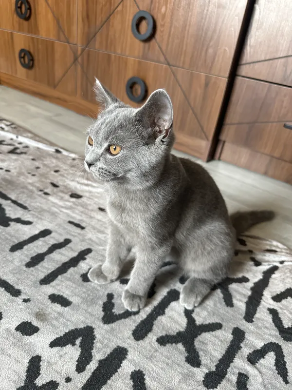 Шотланская веслоухая кошка.
