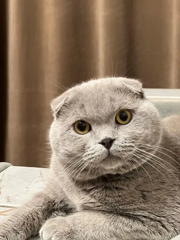 Кот на вязку