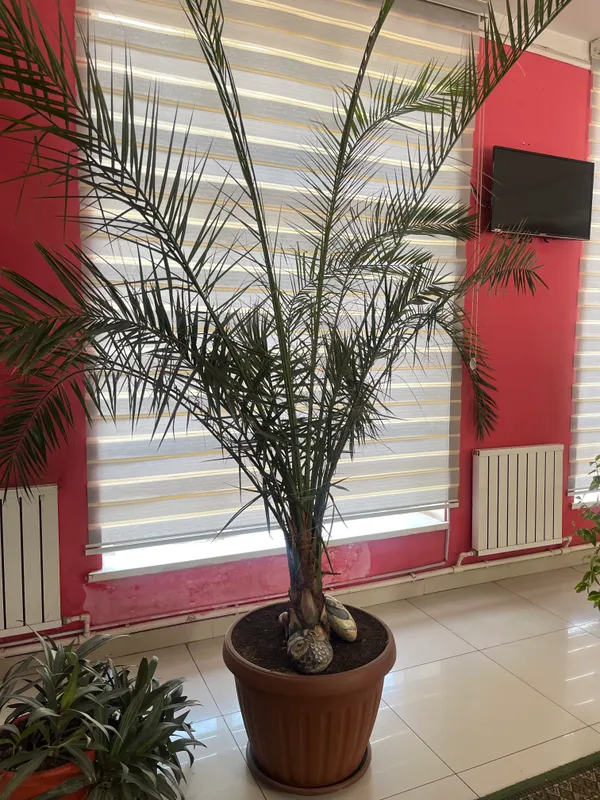 Xurmo daraxti