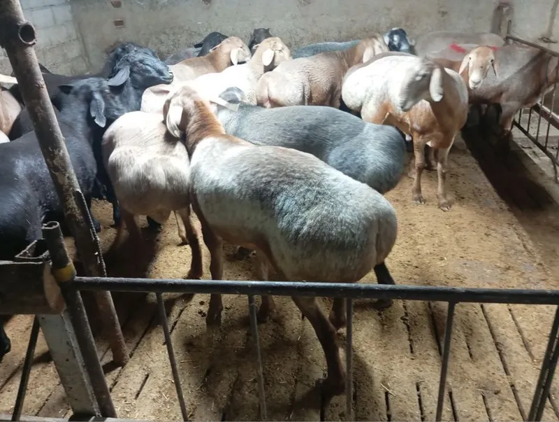 Qoʻylar qurbonlika 1 kg 85.000