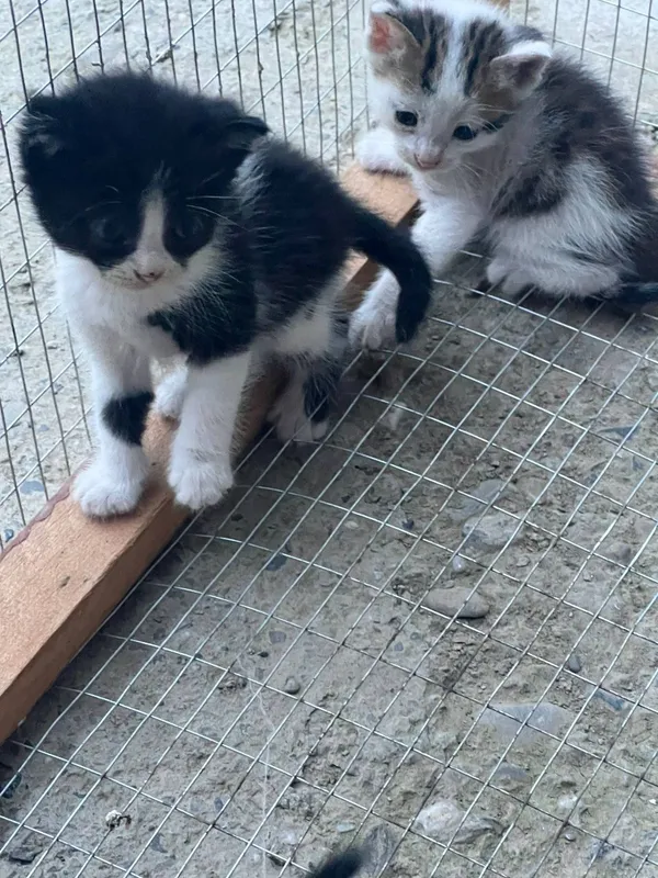 котята (девочки) отдаются в дар вместе с мамой 3ta qizbola mushukcha — фото 7