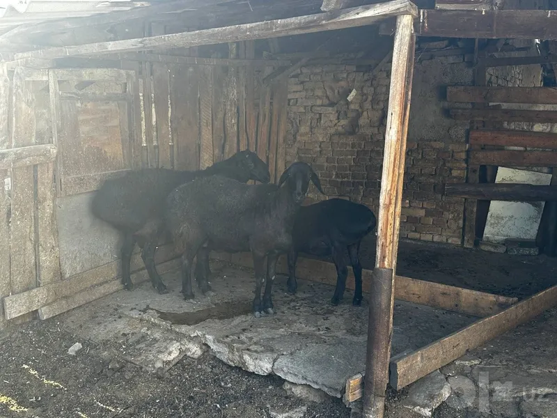 Продаются два барана 1 Продаются два барана 1
