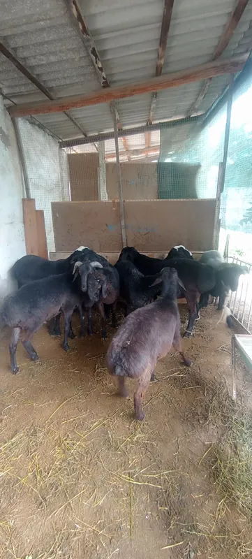 Quchqorlar 5 mil 6.5 gacha narhlari kelishladi — фото 3