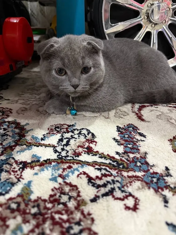 скотиш фолд кошки — фото 1