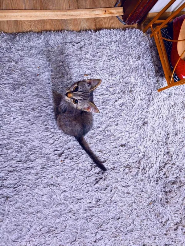 Котенок мальчик, славный, любит целовать 1