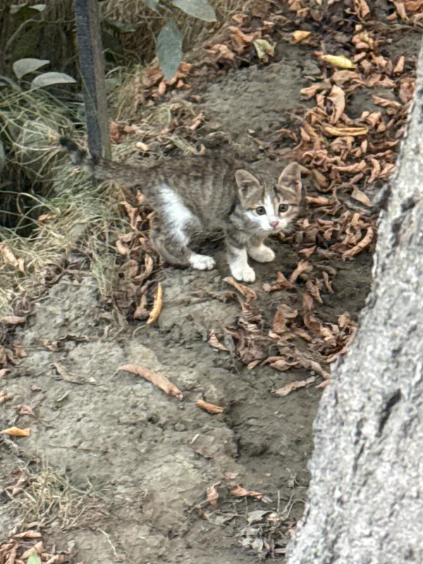Котята ищут дом 1 Котята ищут дом 1