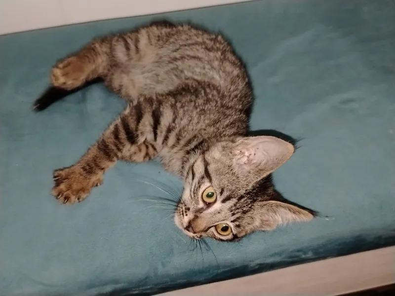 Котенок 2 Котенок 2