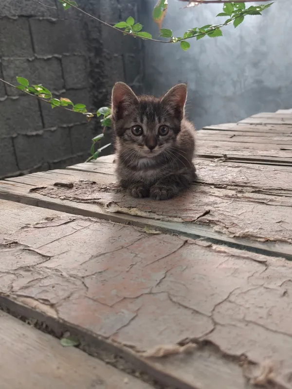 котенок 1-3 месяца, ищет новую семью