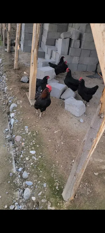 Qora tovuqlar chiroylik 2