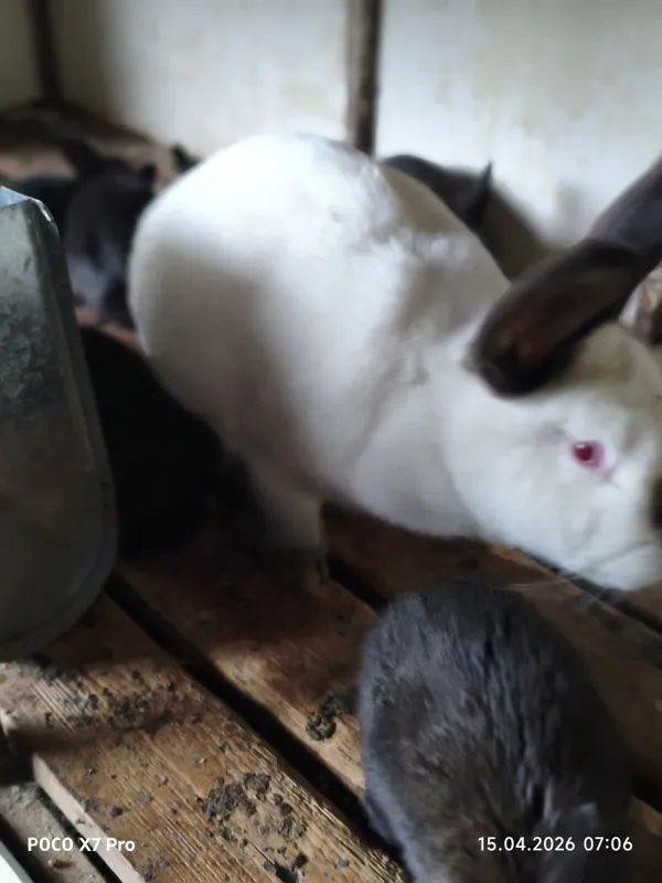 Ona quyon sotiladi 5ta bolasi b.n — фото 1