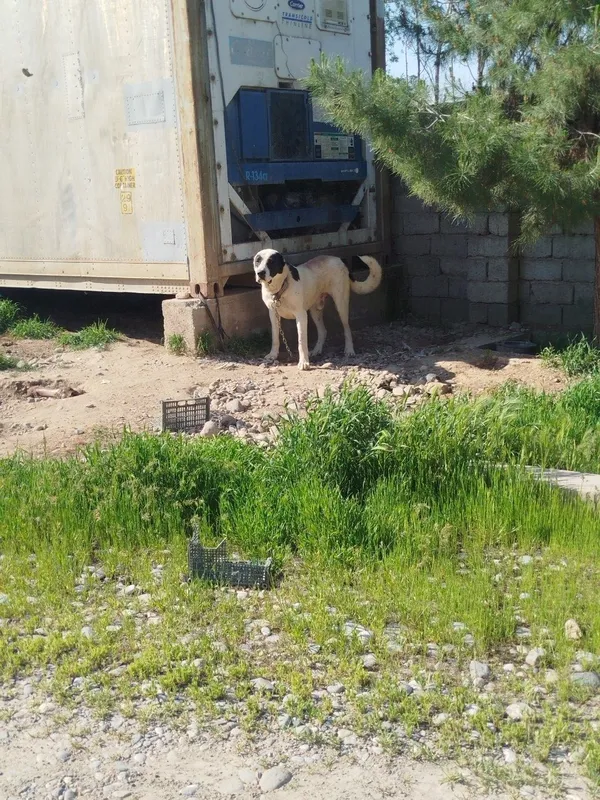 Alabay sotladi tozza turkman 150$