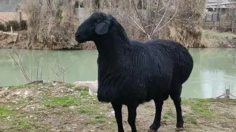 Qassob xizmati Aqiqa va Qurbonlik uchun.