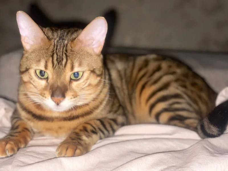 Продаётся Бенгальский кот