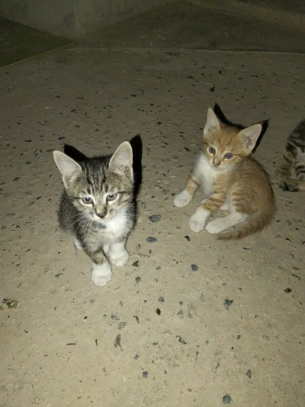 Милые котята в хорошие руки — фото 1 Милые котята в хорошие руки — фото 1
