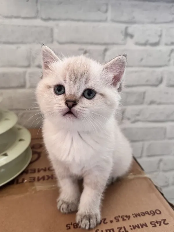 Продается кошкаа