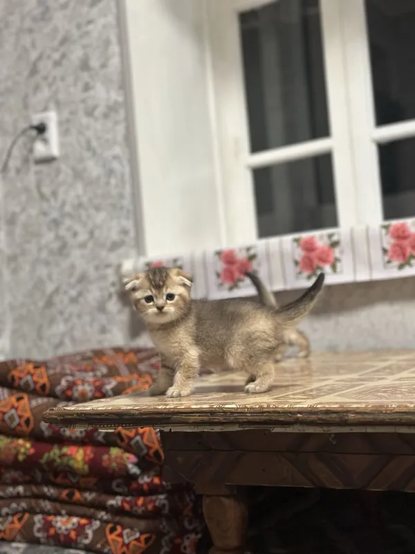 Zolotaya shinshilla 1 yarim oylik jinsi ogil toza qon — фото 1