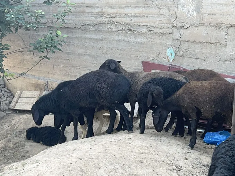 Qurbonlikga xonadonda boqilgan qo’ylar sotiladi